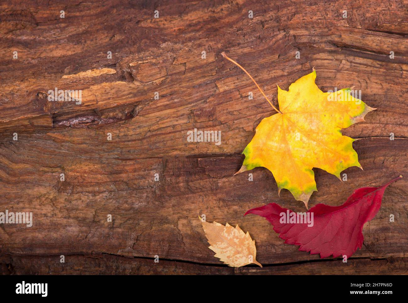 Herbsthintergrund der Herbstblätter auf dem Holzbrett, Draufsicht Stockfoto