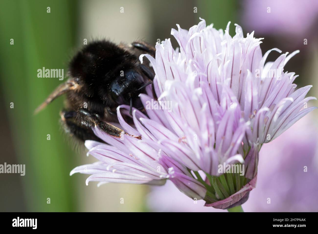 Steinhummel, Stein-Hummel, Bombus lapidarius, Pyrobombus lapidarius, Melanobombus lapidarius, Aombus lapidarius, Weibchen beim Blütenbesuch auf Schnit Stockfoto