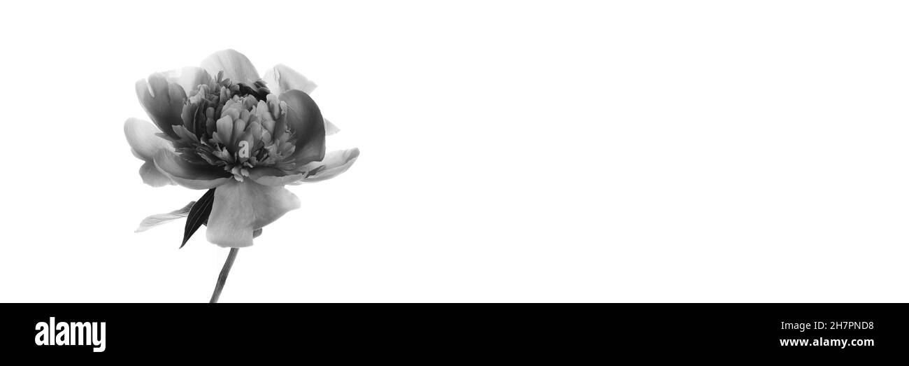 Pfingstrose in einer Glasvase isoliert auf weißem Hintergrund. Schwarzweiß-Foto. Blumendesign mit breitem Panorama-Banner Stockfoto