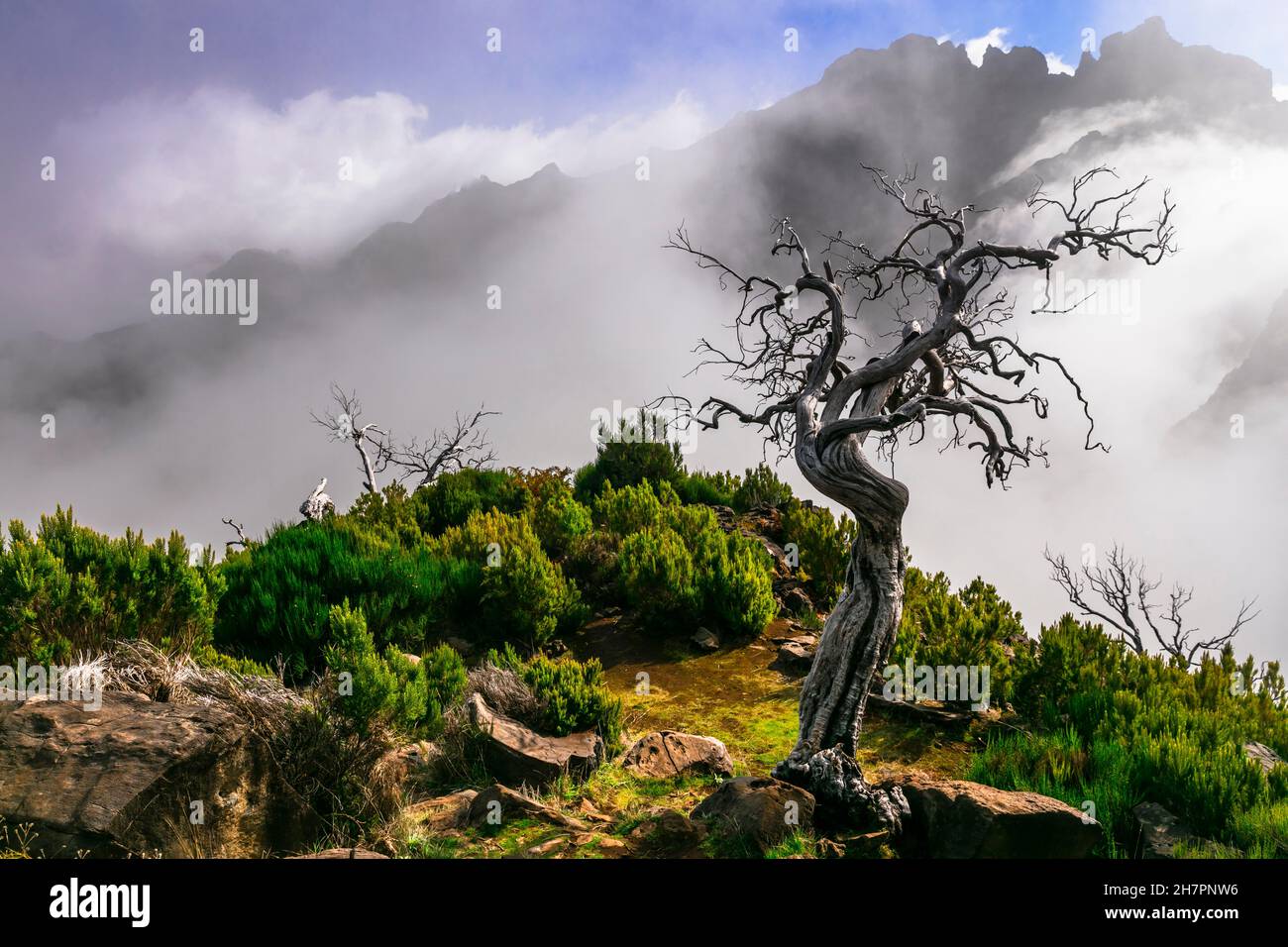 Bergkulisse der Insel Madeira. Trockener Baum in den Wolken. Wanderweg zum Pico Ruivo - höchster Punkt und beliebtes Touristenziel Stockfoto