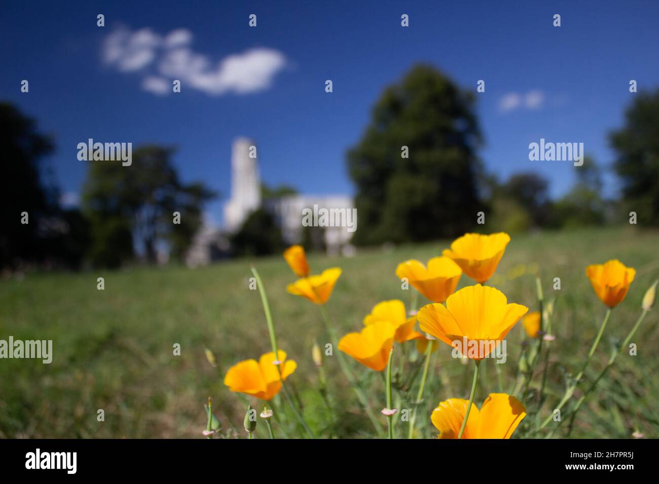 Gelbe Blüten vor der Abtei von Jumièges in Frankreich Stockfoto