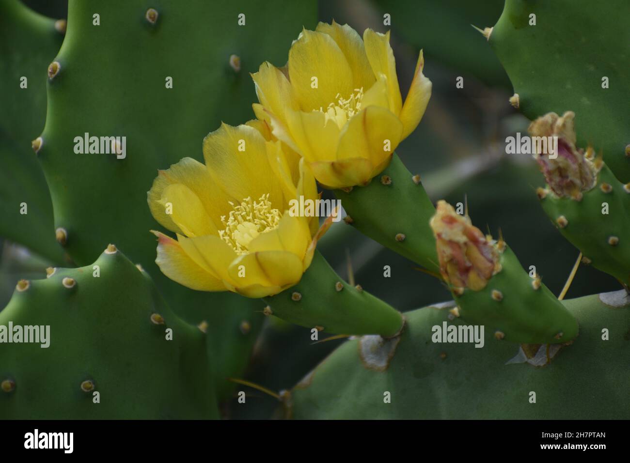 Nahaufnahme von gelben Blüten auf einem Kaktus mit Stachelnelneigenblüten. Stockfoto