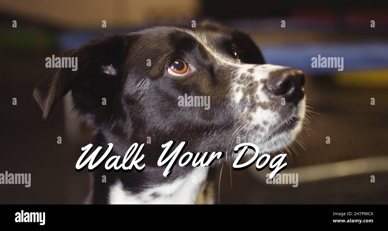 Digitales Composite-Bild von Walk your Dog Text auf schwarz-weißen Hund suchen nach oben Stockfoto