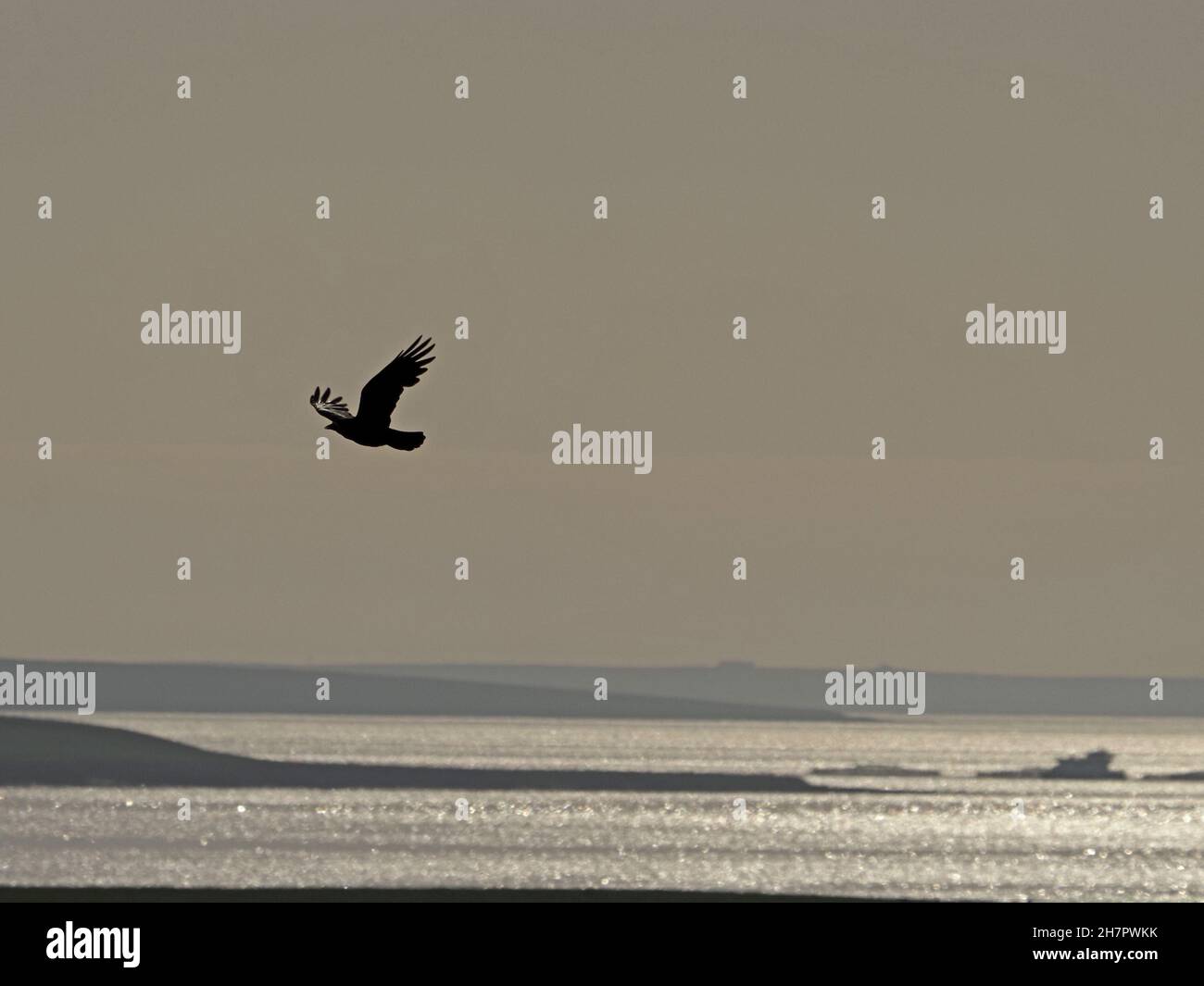 Black Carrion Crow (Corvus corone) flattern über eine silberne Meereslandschaft mit Blick auf die Insel Rousay vom Festland, Orkney, Schottland, Großbritannien Stockfoto