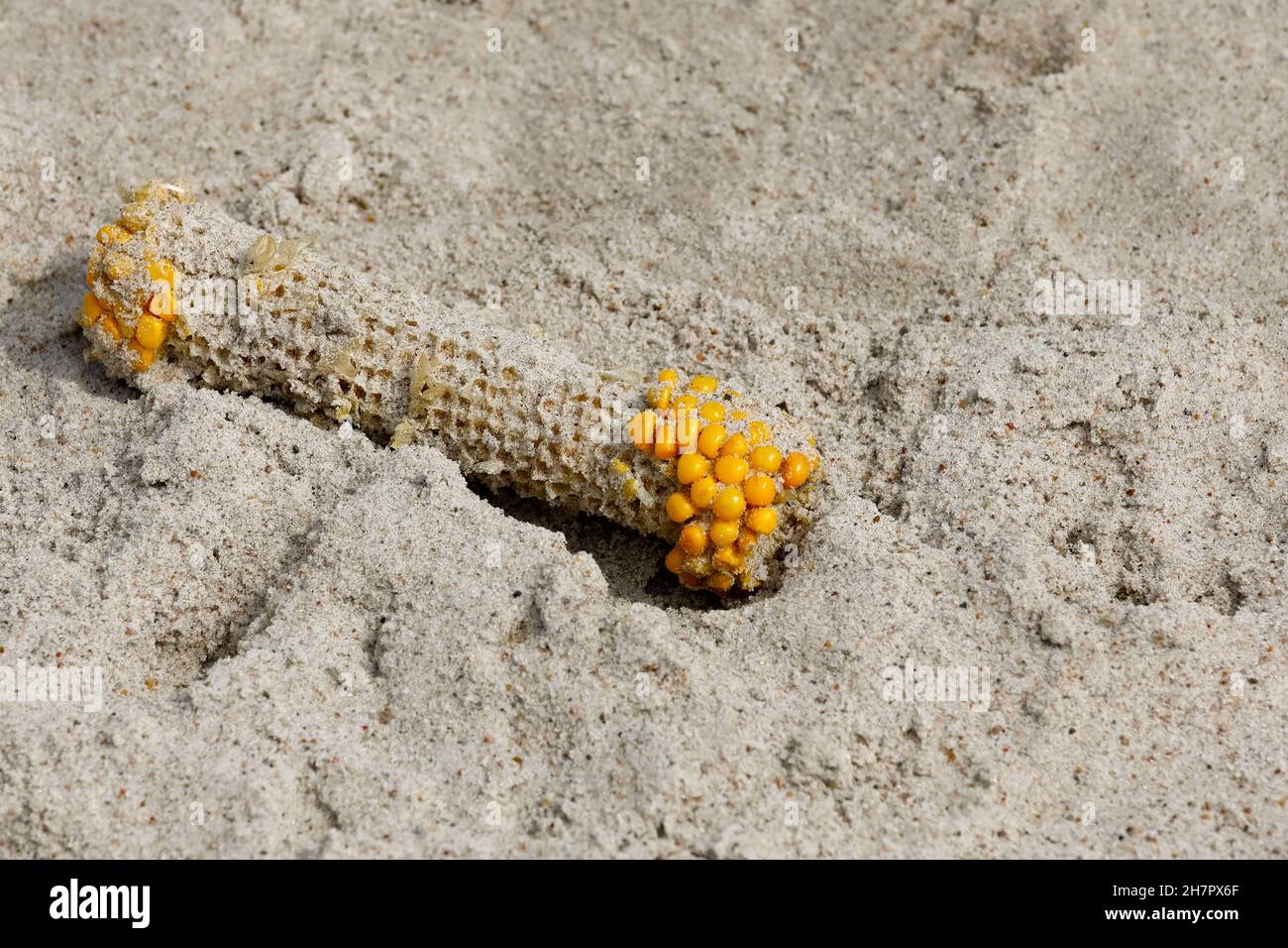 Die Überreste der gefressenen Maiskolben liegen an einem Sandstrand. Sie ist am Meer in Kolobrzeg, Polen, zu sehen Stockfoto