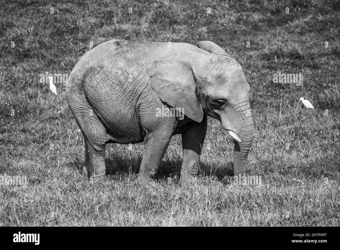 Graustufenaufnahme eines Elefanten, der auf einem Feld läuft Stockfoto