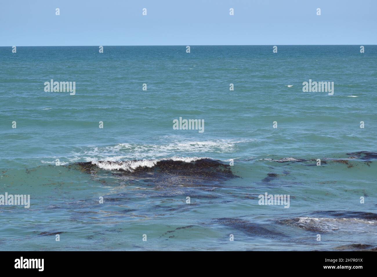 Groteske Algenhaufen werden in Wellen gefangen. Stockfoto