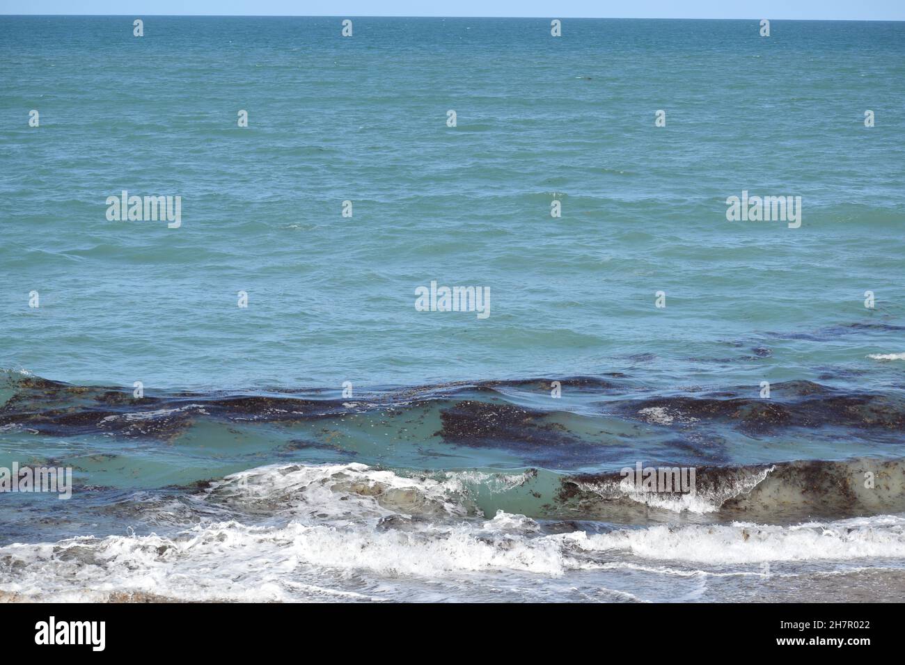 Braune Algenflecken verdecken die Küste. Stockfoto