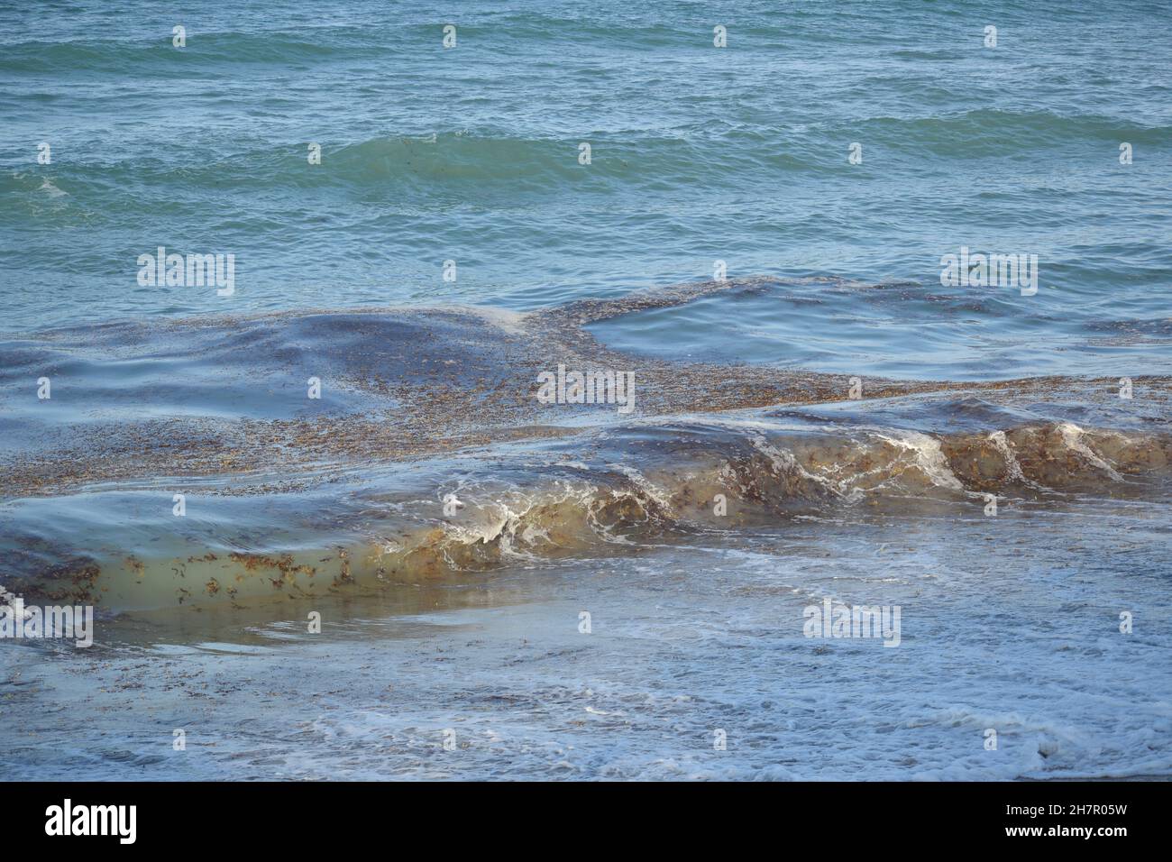 Wellen tragen Algen an Land am Bethune Beach, Florida. Stockfoto