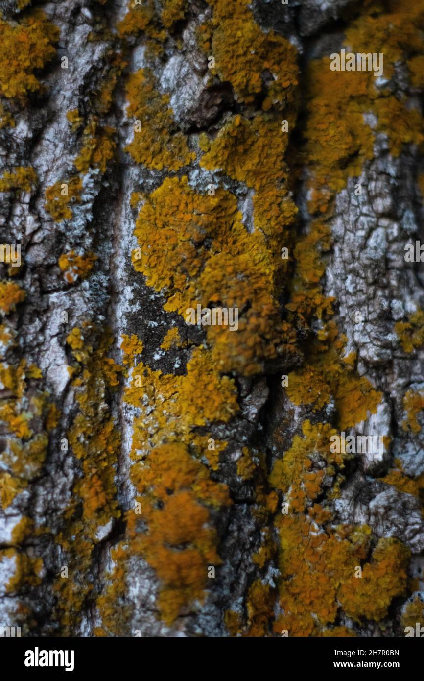 Vertikale Aufnahme eines moosbedeckten Baumstamms in einem Wald Stockfoto