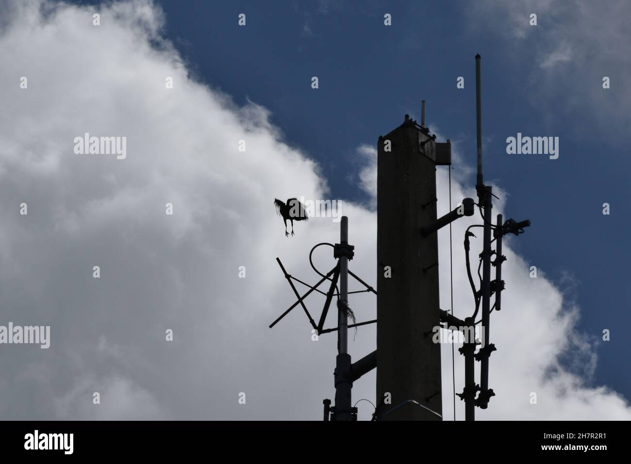 Ein Vogel streckt seine Beine aus und fällt zur Landung auf einem Mobilfunkturm. Stockfoto