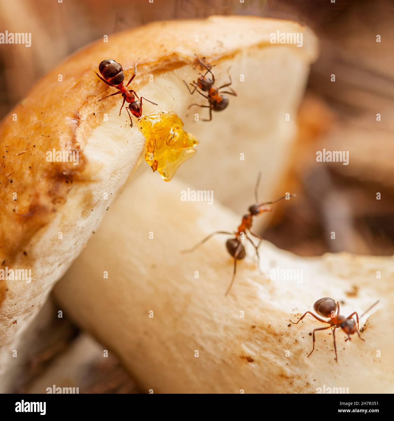 Team von fleißigen Ameisen bei der gemeinsamen Ernte von Pilzen und Nektar aus der Nähe. Mikrowelt des wilden Waldes Stockfoto