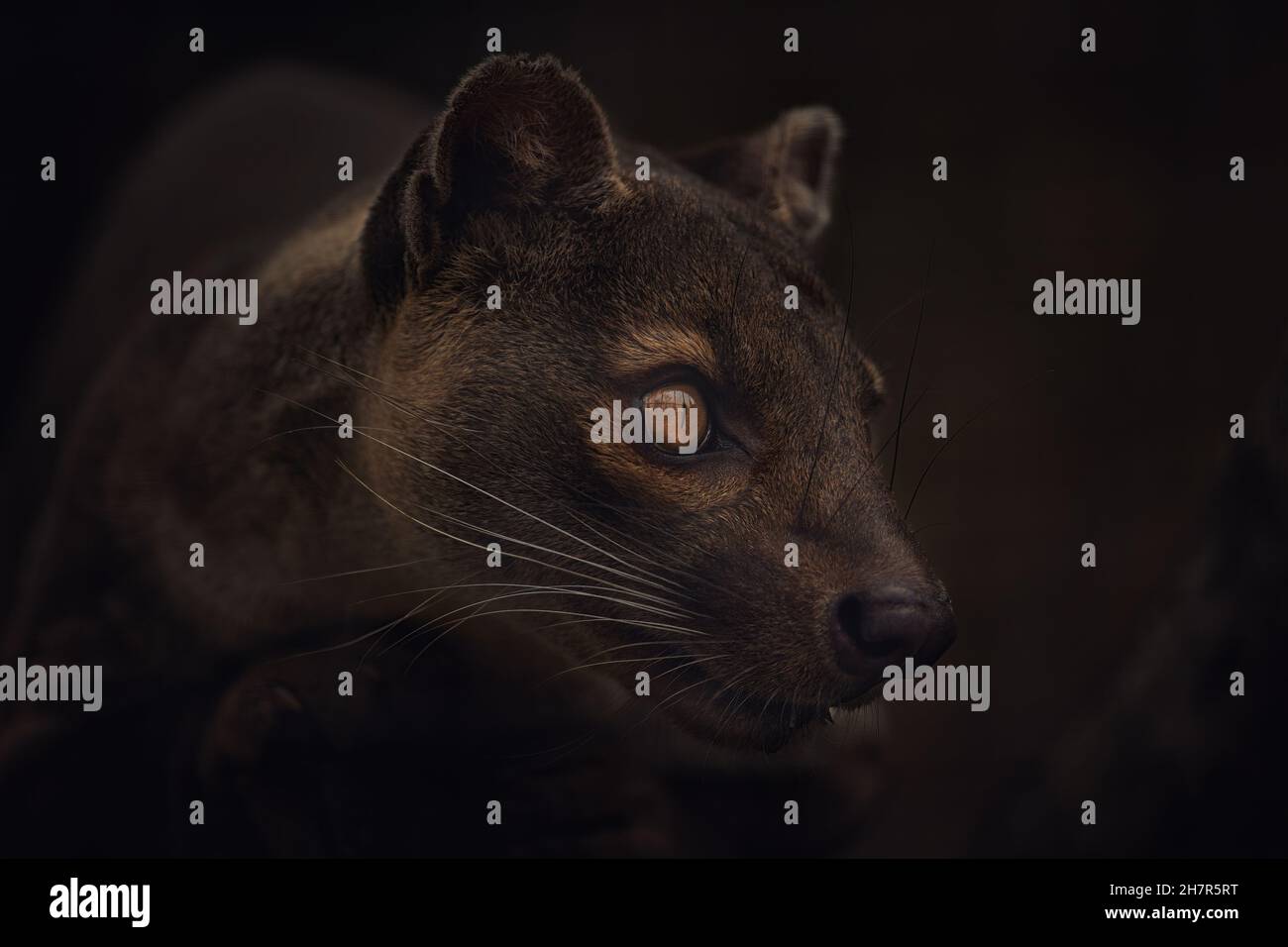 Seltene Fosa Cryptoprocta ferox starrt und beobachtet ihn, das beste Foto. Stockfoto