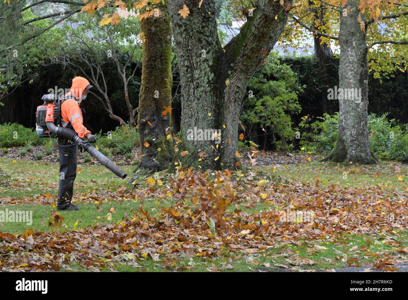 Laubbläser, Comox, Vancouver Island, British Columbia, Kanada. Stockfoto