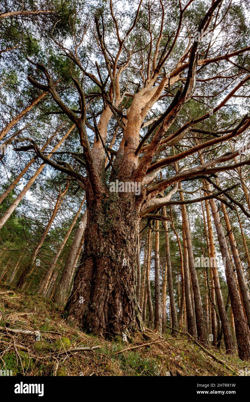 Sehr alte Pinus sylvestris in der Sierra de Guadarrama im Nationalpark von Madrid, Spanien. Stockfoto