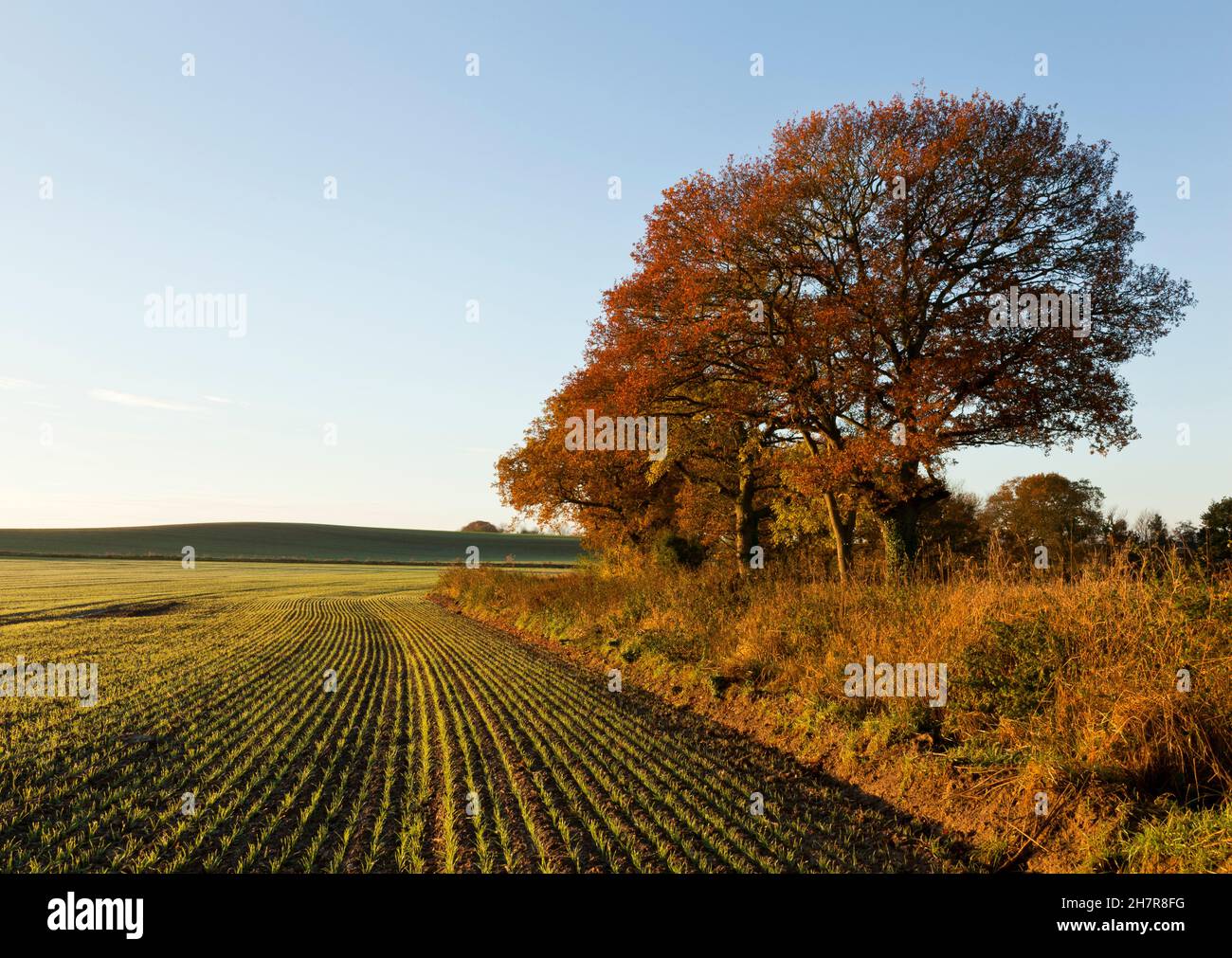Herbstliche Landschaft mit Eichen und Feldern Stockfoto