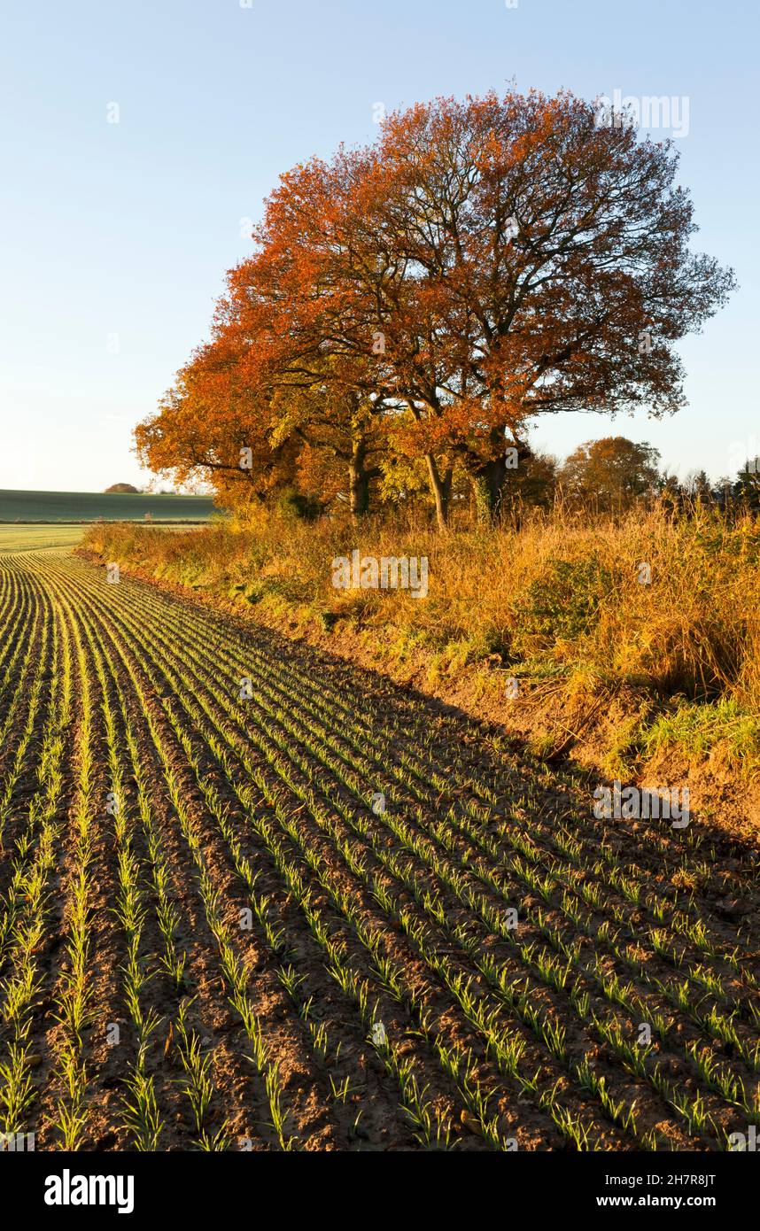 Herbstliche Landschaft mit Eichen und Feldern Stockfoto