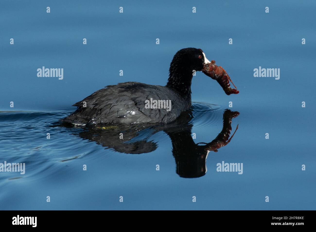 Glücklicher amerikanischer Vogel schwimmt zusammen mit Reflexion auf Teichwasseroberfläche mit einem stolzen Fang von Garnelen in seinem Schnabel. Stockfoto