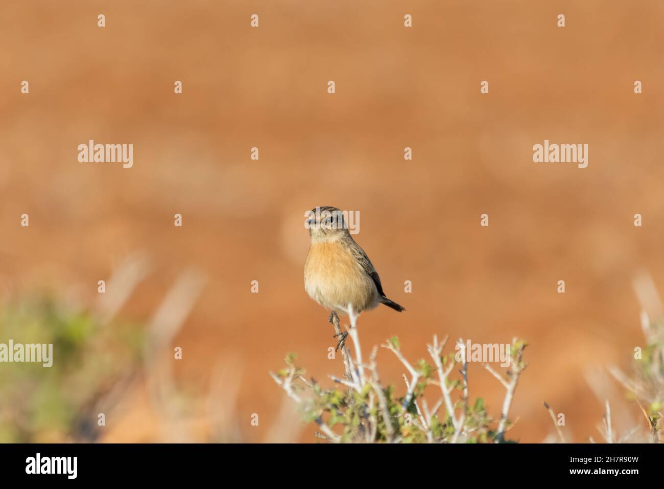 Stonebird (Saxicola torquata) ist ein kleiner aufrechter Vogel der Familie Muscicapidae. Stockfoto