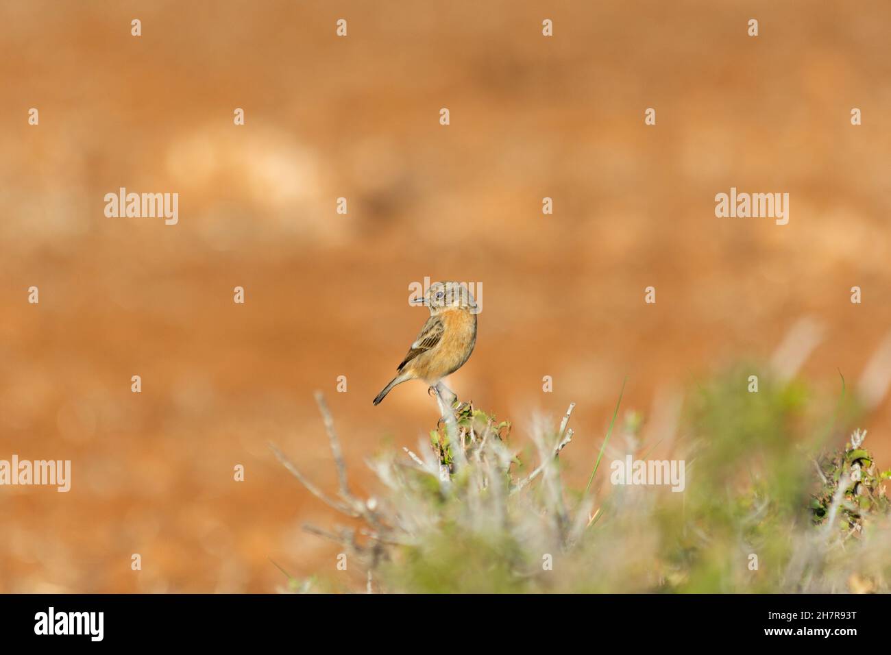 Stonebird (Saxicola torquata) ist ein kleiner aufrechter Vogel der Familie Muscicapidae. Stockfoto