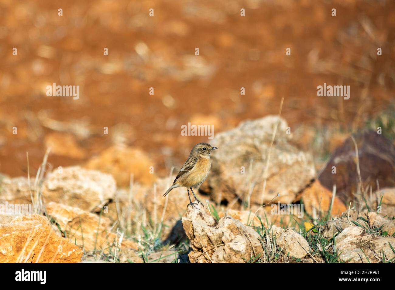 Stonebird (Saxicola torquata) ist ein kleiner aufrechter Vogel der Familie Muscicapidae. Stockfoto