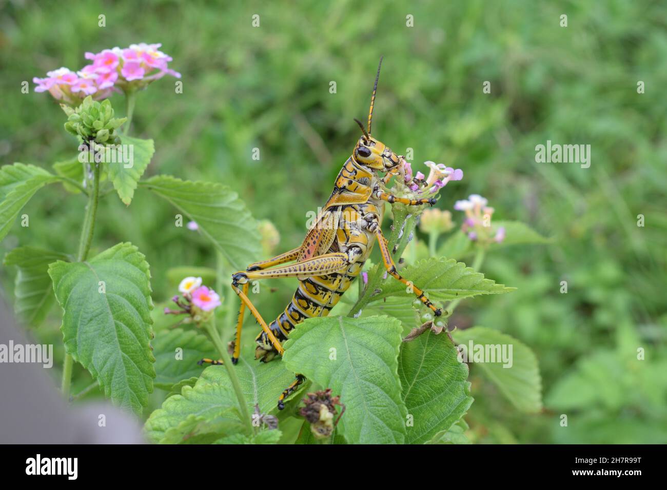 Eine große gelbe Heuschrecke kaut auf einer Blume. Stockfoto