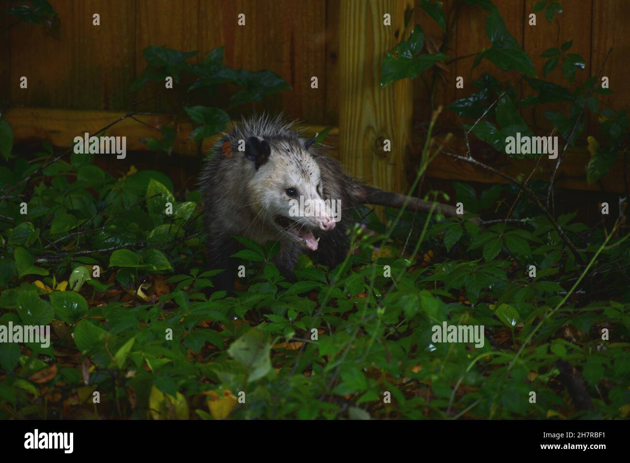 Nahaufnahme Virginia opossum mit agressiver Haltung. Stockfoto