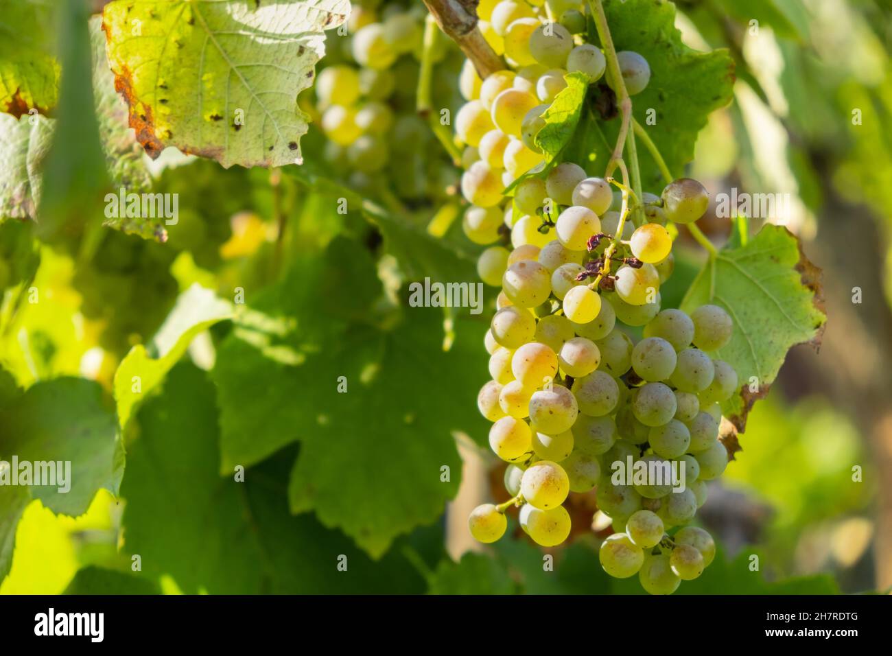 Reife weiße Trauben auf einem Weinberg im Sommer. Gute Ernte für Prosecco oder Sekt. Stockfoto