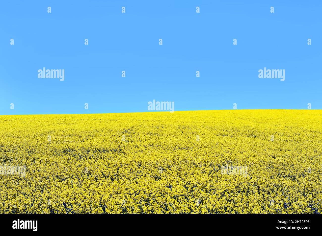 Canola/Rapssaat Feld in Ontario, Kanada unter einem blauen Himmel. Raps war natürlich aus Raps in Kanada und Raps gezüchtet bedeutet kanadische Öl, niedriger Säure Stockfoto