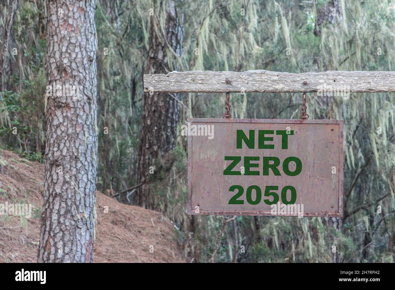 NET Null 2050 Zeichen im Wald. Globale Erwärmung, Klimawandel... Konzept Stockfoto