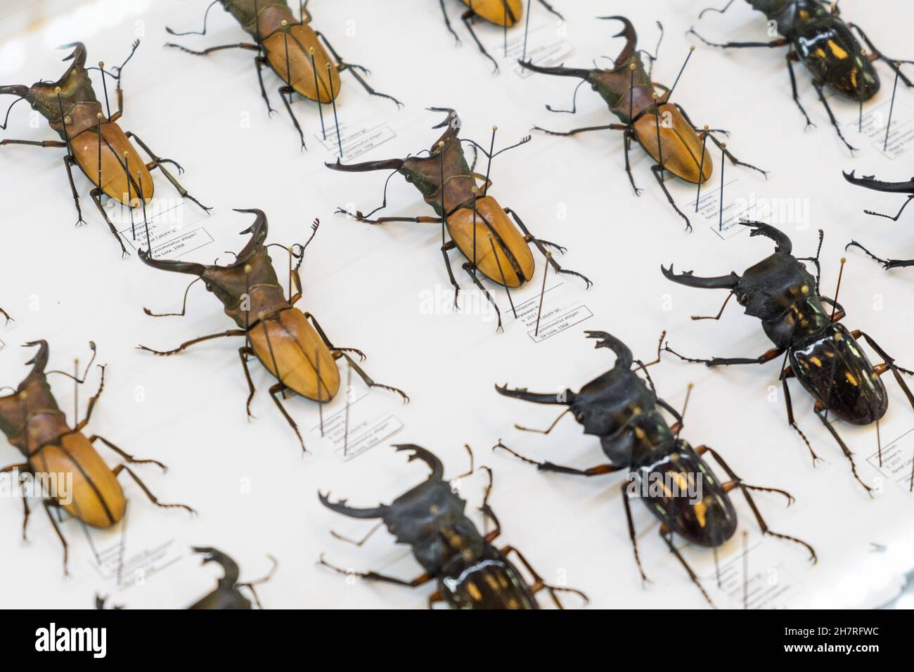 Große Sammlung von Käfer mit Beschreibung auf weißem Hintergrund. Entomologie Insektenzusammensetzung und Präparatoren. Stockfoto