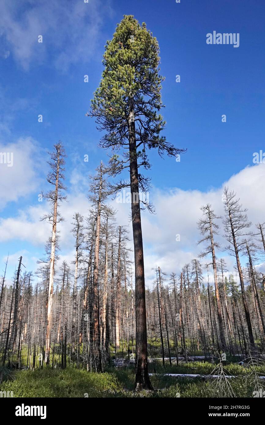 Ein paar lebende Bäume stehen inmitten eines ausgebrannten Ponderosa Pine Forest in den Cascade Mountains im Zentrum von Oregon. Das Waldfeuer, das die Bäume tötete w Stockfoto