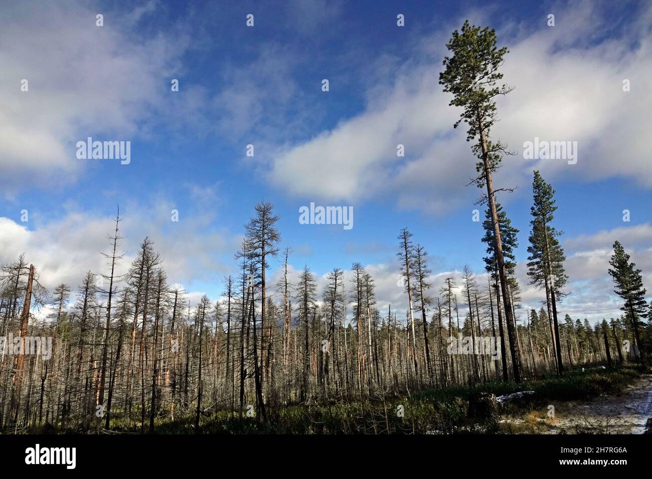 Ein paar lebende Bäume stehen inmitten eines ausgebrannten Ponderosa Pine Forest in den Cascade Mountains im Zentrum von Oregon. Das Waldfeuer, das die Bäume tötete w Stockfoto