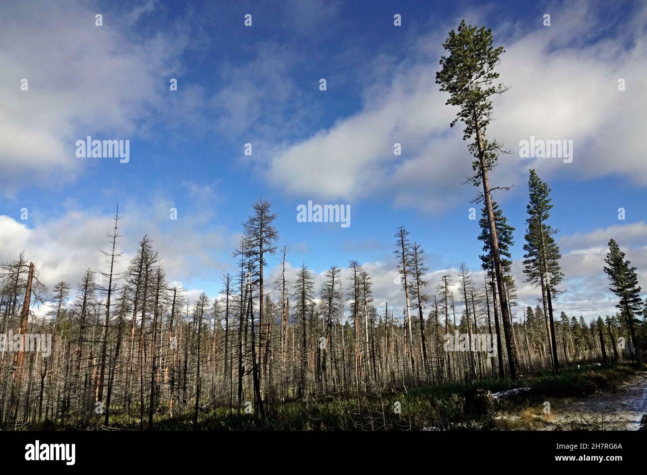 Ein paar lebende Bäume stehen inmitten eines ausgebrannten Ponderosa Pine Forest in den Cascade Mountains im Zentrum von Oregon. Das Waldfeuer, das die Bäume tötete w Stockfoto