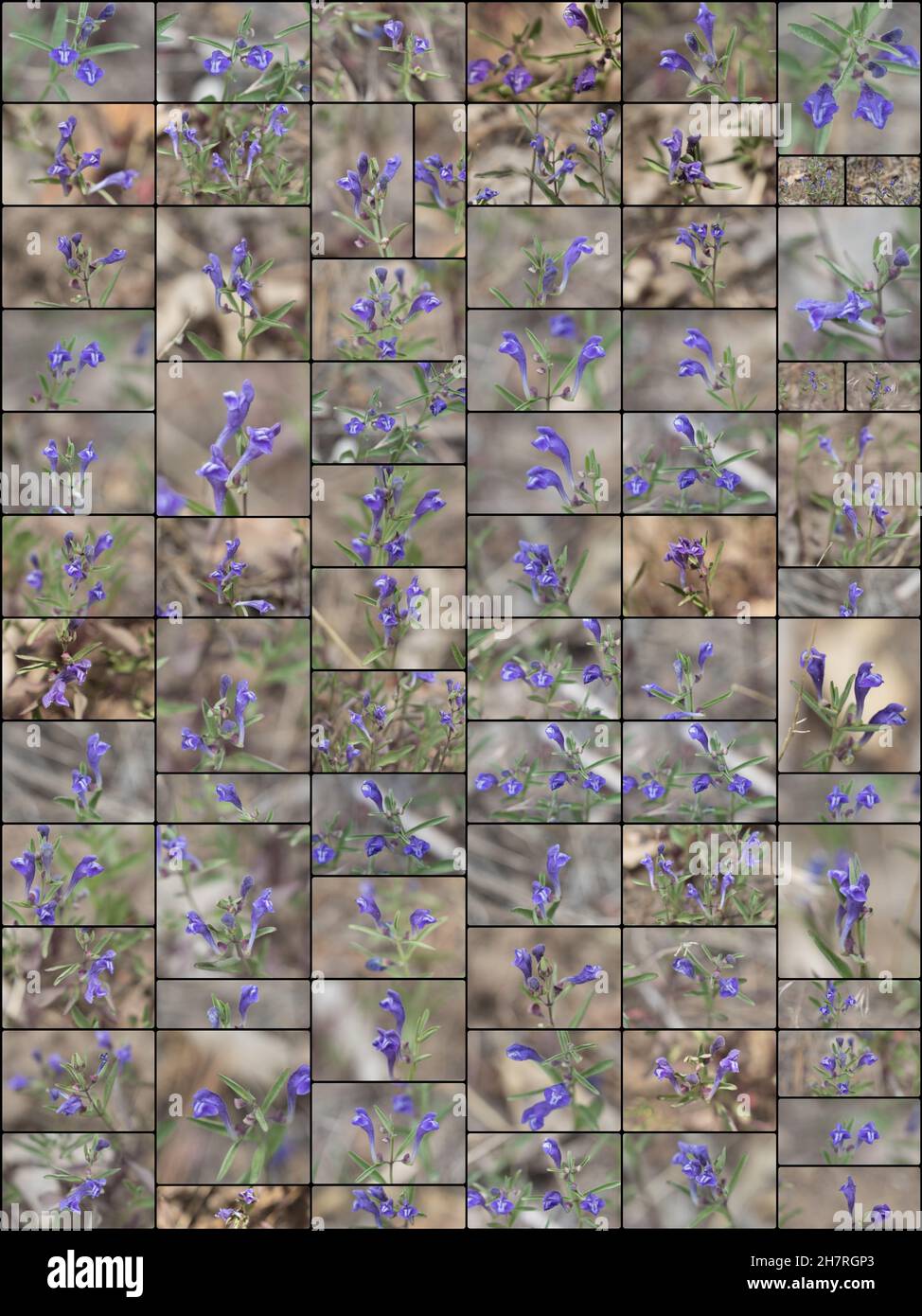 Purpurrote Blütenrasen von Greyleaf Bantambell, Scutellaria Siphocampyloides, Lamiaceae, einheimischem Kraut in den San Bernardino Mountains, Frühling. Stockfoto