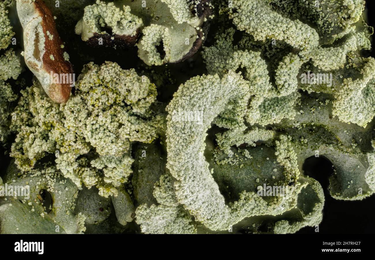 Graue Röhrenflechte, auch als Mönchshaube bekannt - Hypogymnia physisodes - wächst auf Baumzweig, Mikroskopiedetail, Bildbreite 9mm Stockfoto