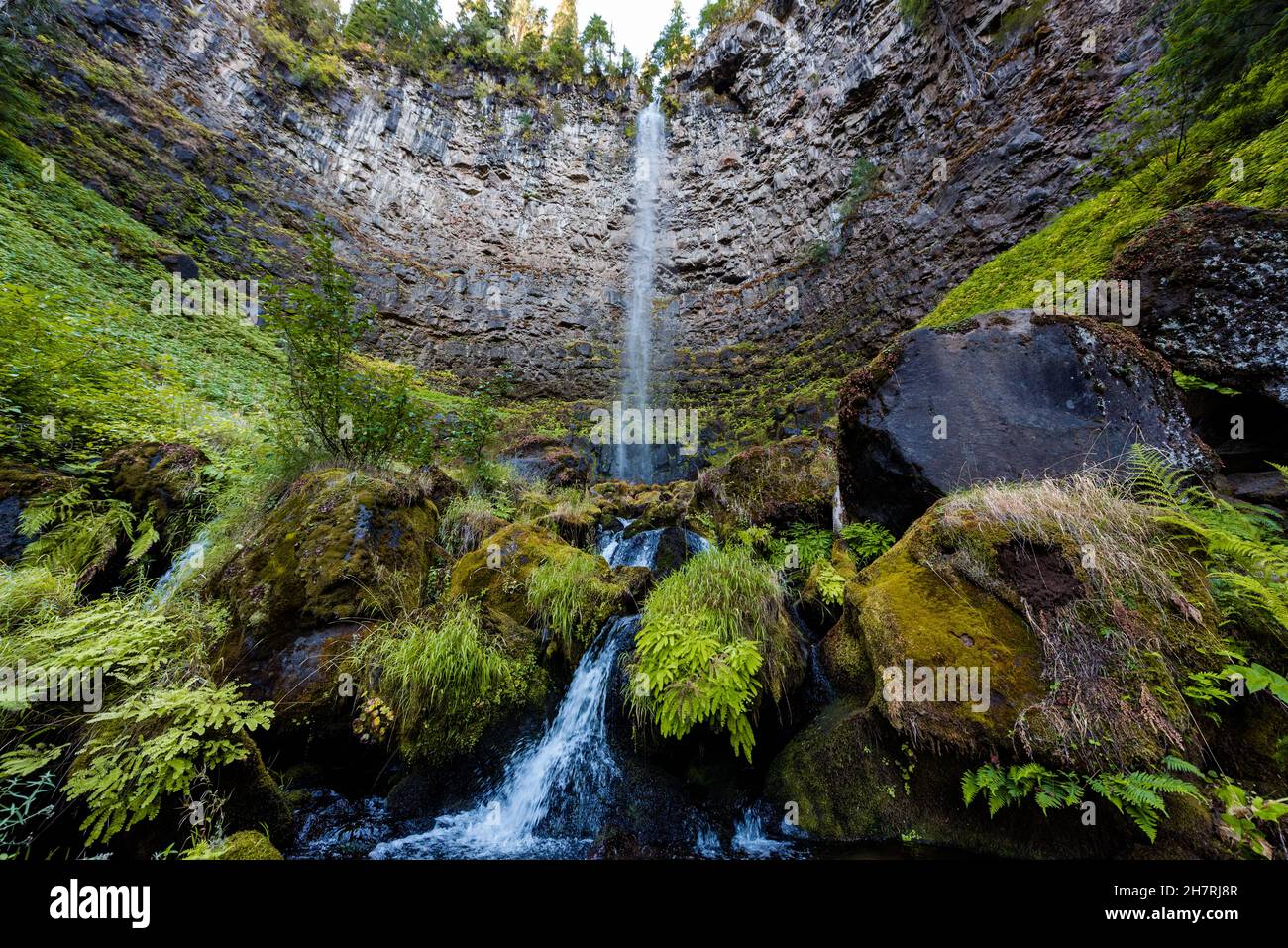 Moos und Vegetation rund um Watson fällt in Oregon Stockfoto