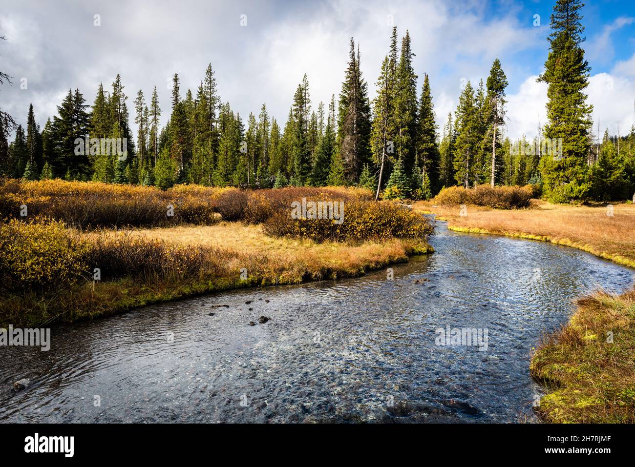 Kleiner Wasserstrom aus Kiefernwäldern Stockfoto