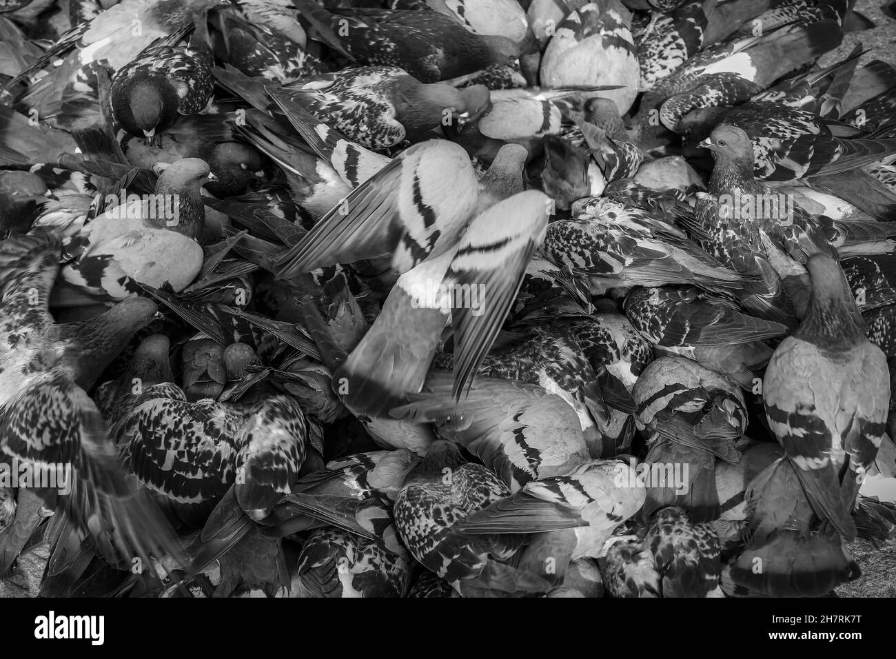 Graustufen-Nahaufnahme einer Taubenschar, die zur Nahrung gesammelt wurde. Stockfoto