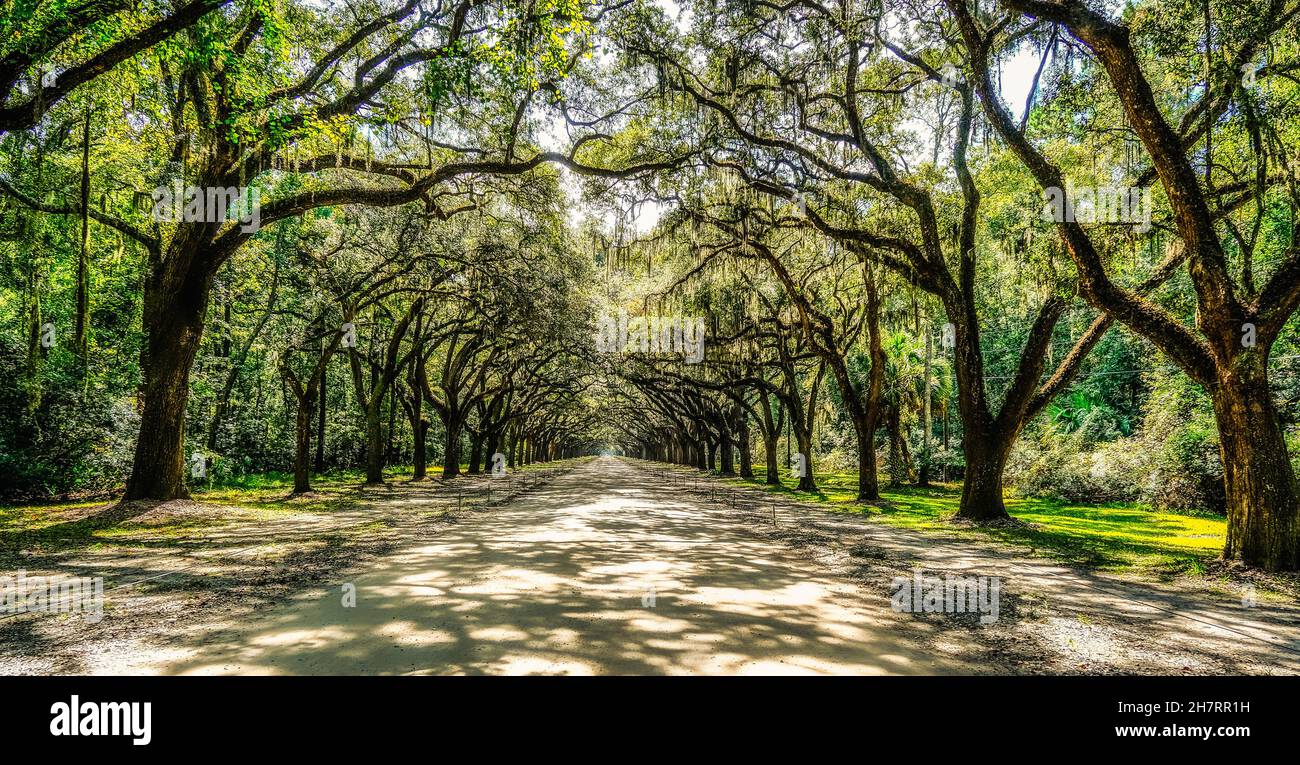 Straße Durch Wormsloe Plantation Stockfoto