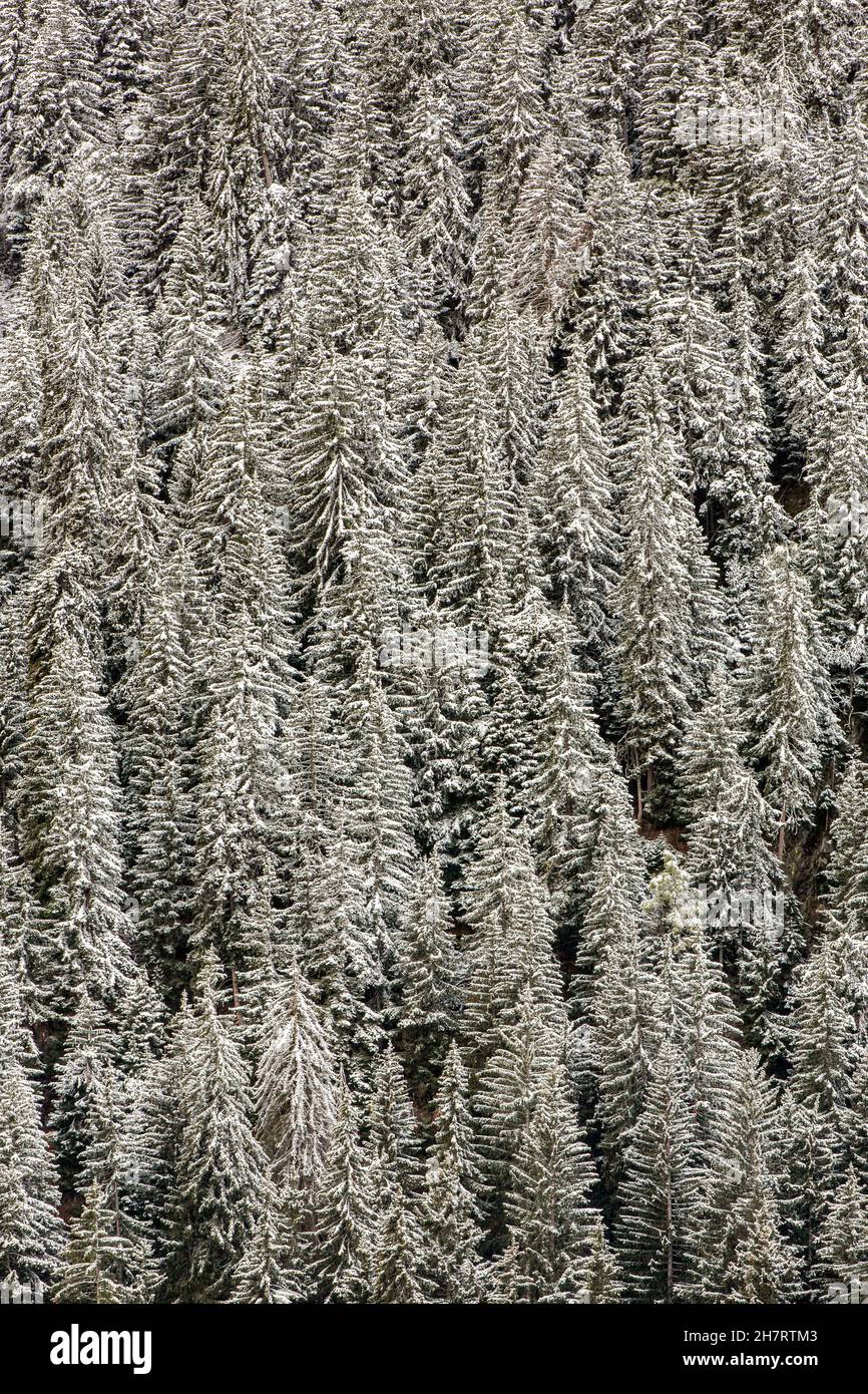 Vollformat, Hintergrund oder Textur eines kalten Berghangs Kiefernwald, bedeckt mit frischem Schnee im Winter. Stockfoto
