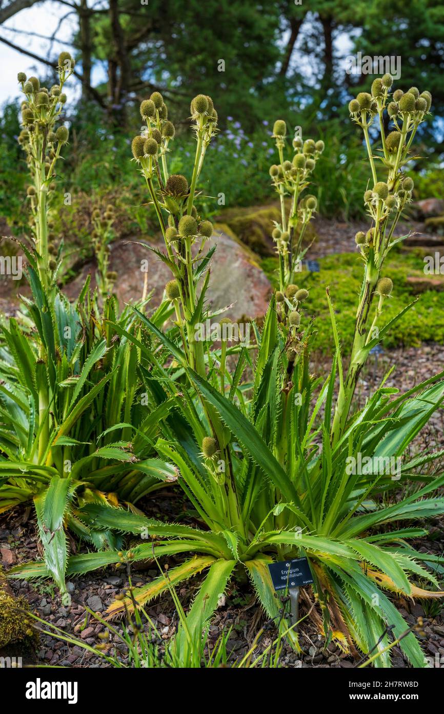 Flower Garden National Park Edinburgh Stockfoto