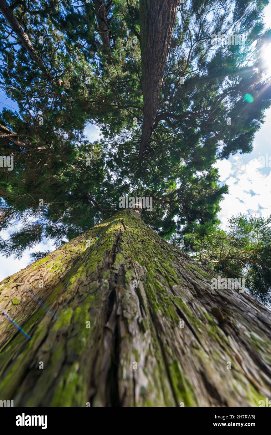 Flower Garden National Park Edinburgh Stockfoto