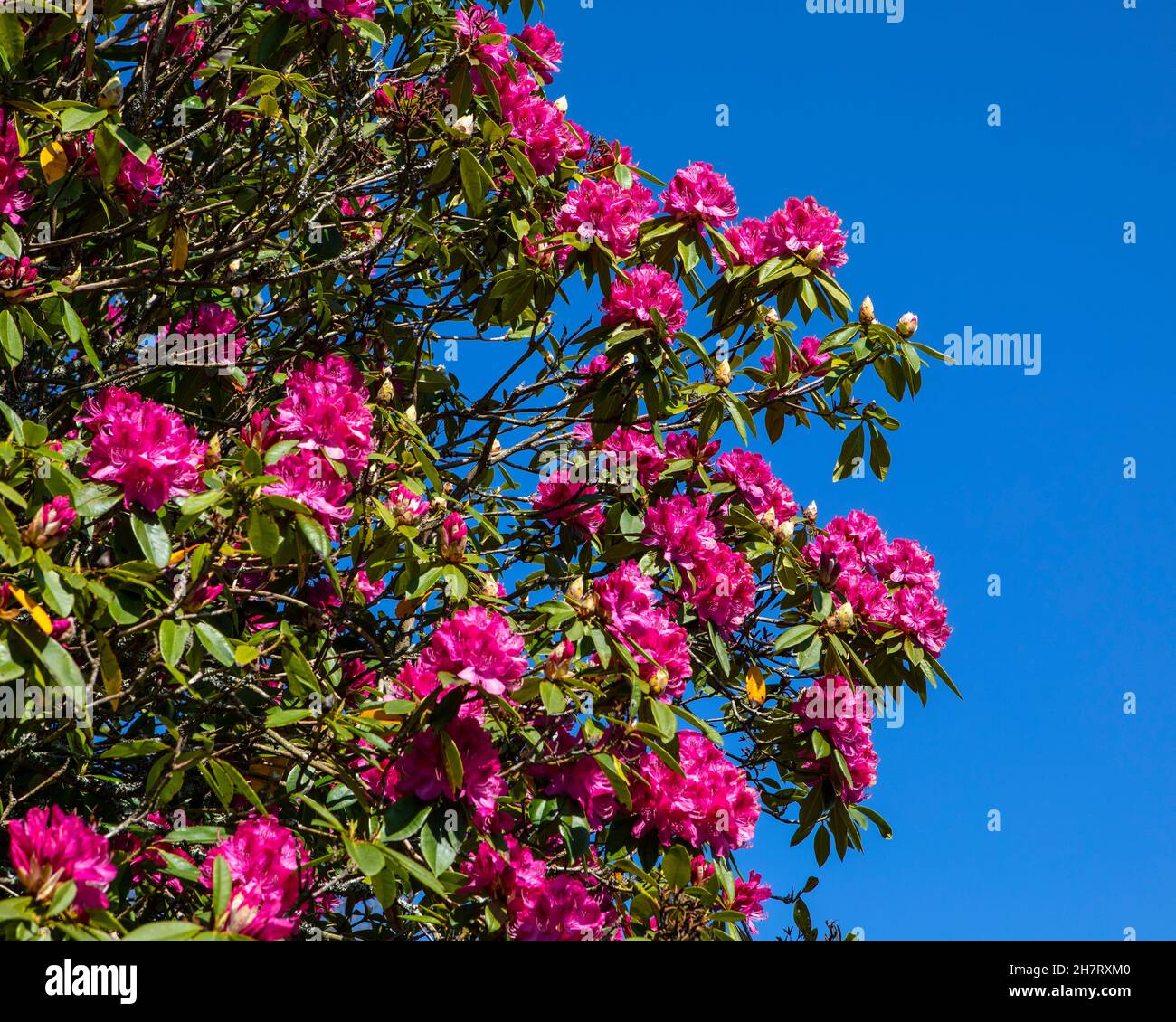 Ein Blick auf die pazifische Rhododendronblüte. Stockfoto