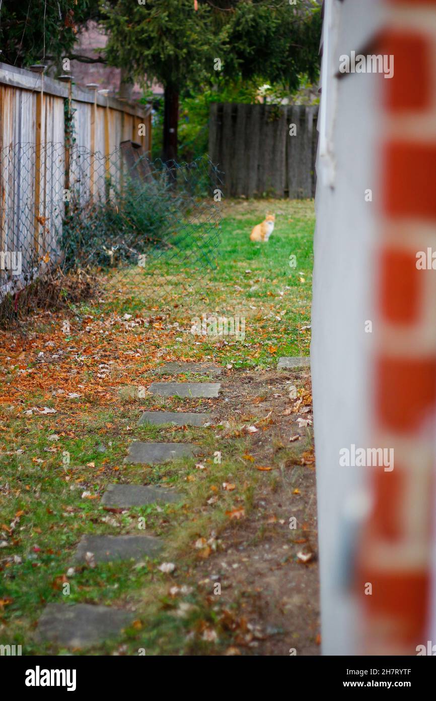 Blick auf eine Orange Cat in einem Garten Stockfoto