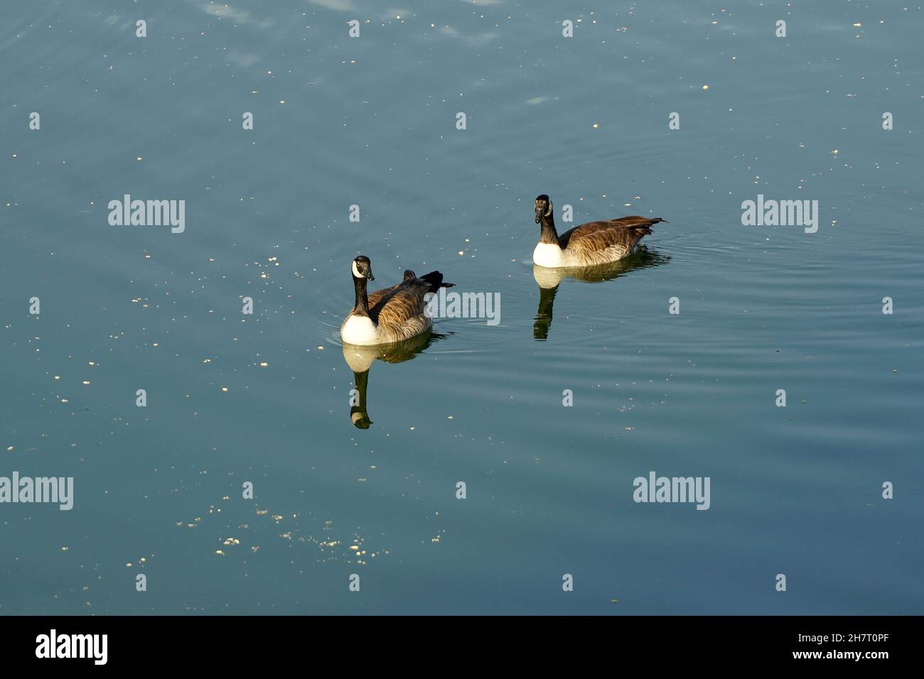 Kanadagänse Stockfoto