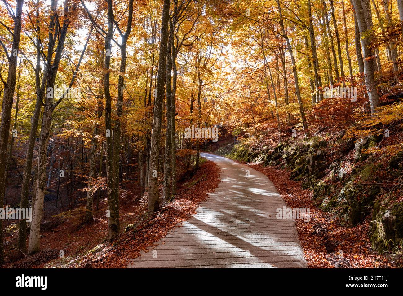 Schöner Blick auf die von goldenen Bäumen umgebene Wicklung im Cansiglio-Wald Stockfoto