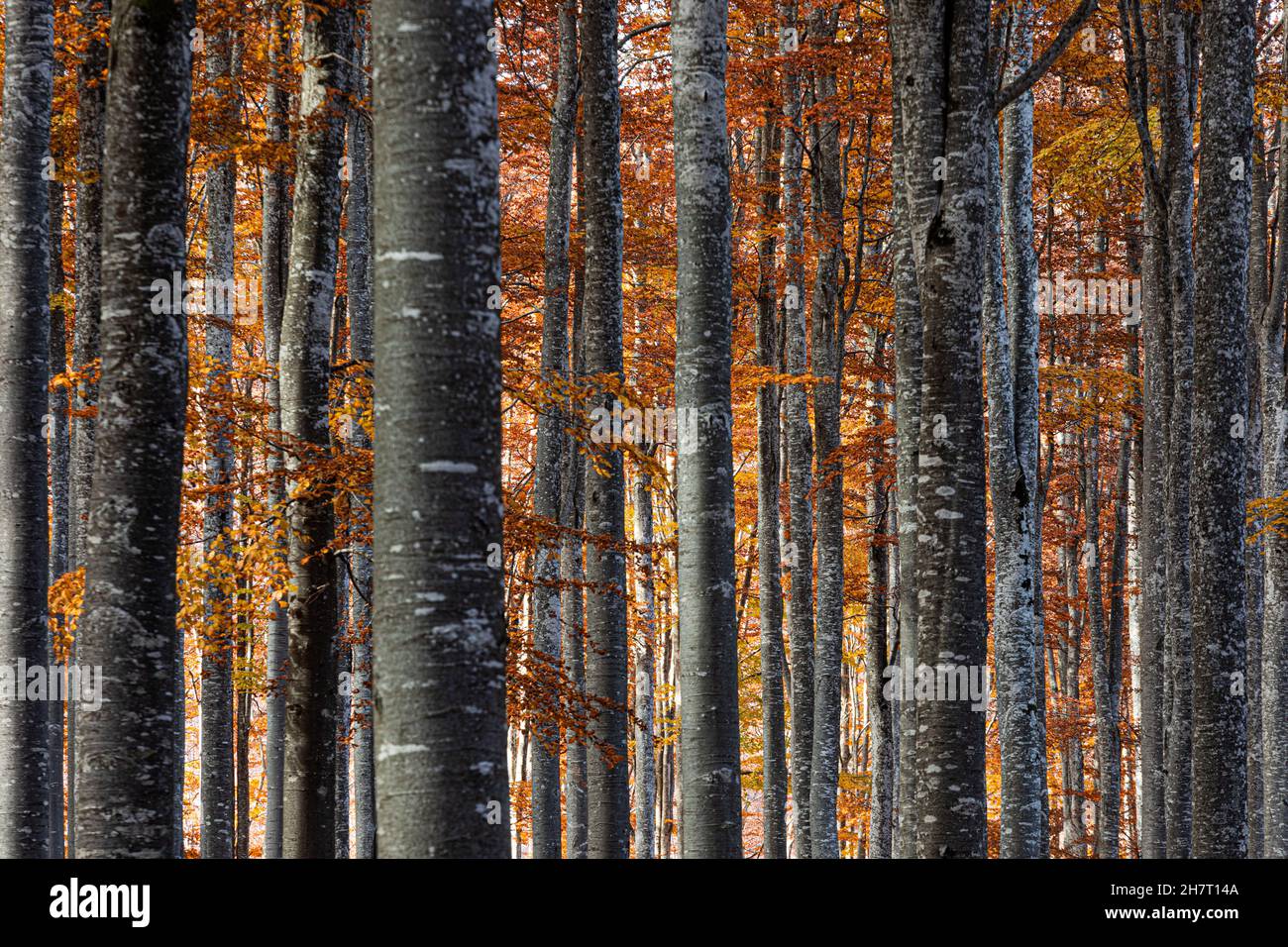 Schöne Aussicht auf den goldenen Cansiglio-Wald in Italien Stockfoto