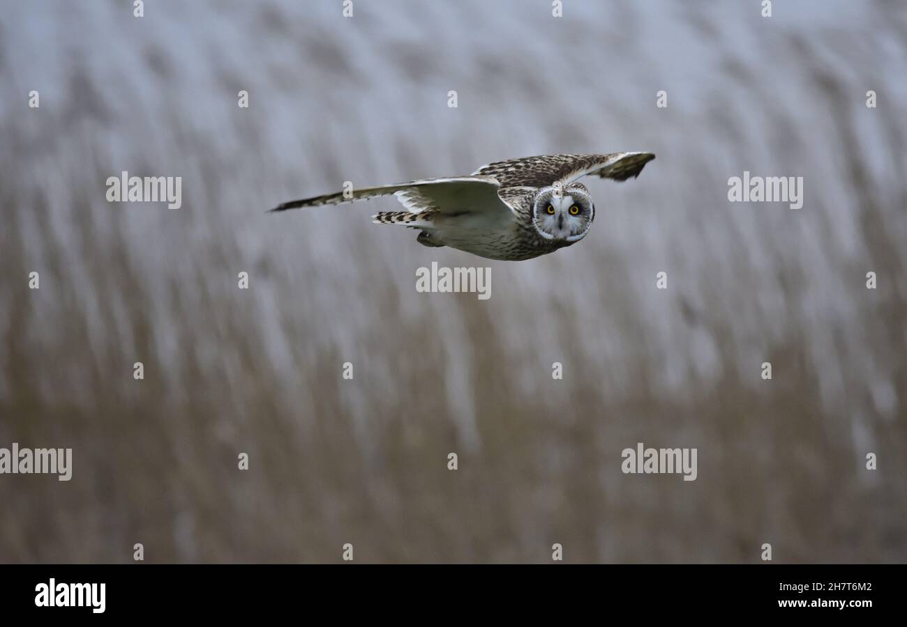 Kurzohrkauz fliegt über eine Wiese in Margrethekog, Dänemark Stockfoto