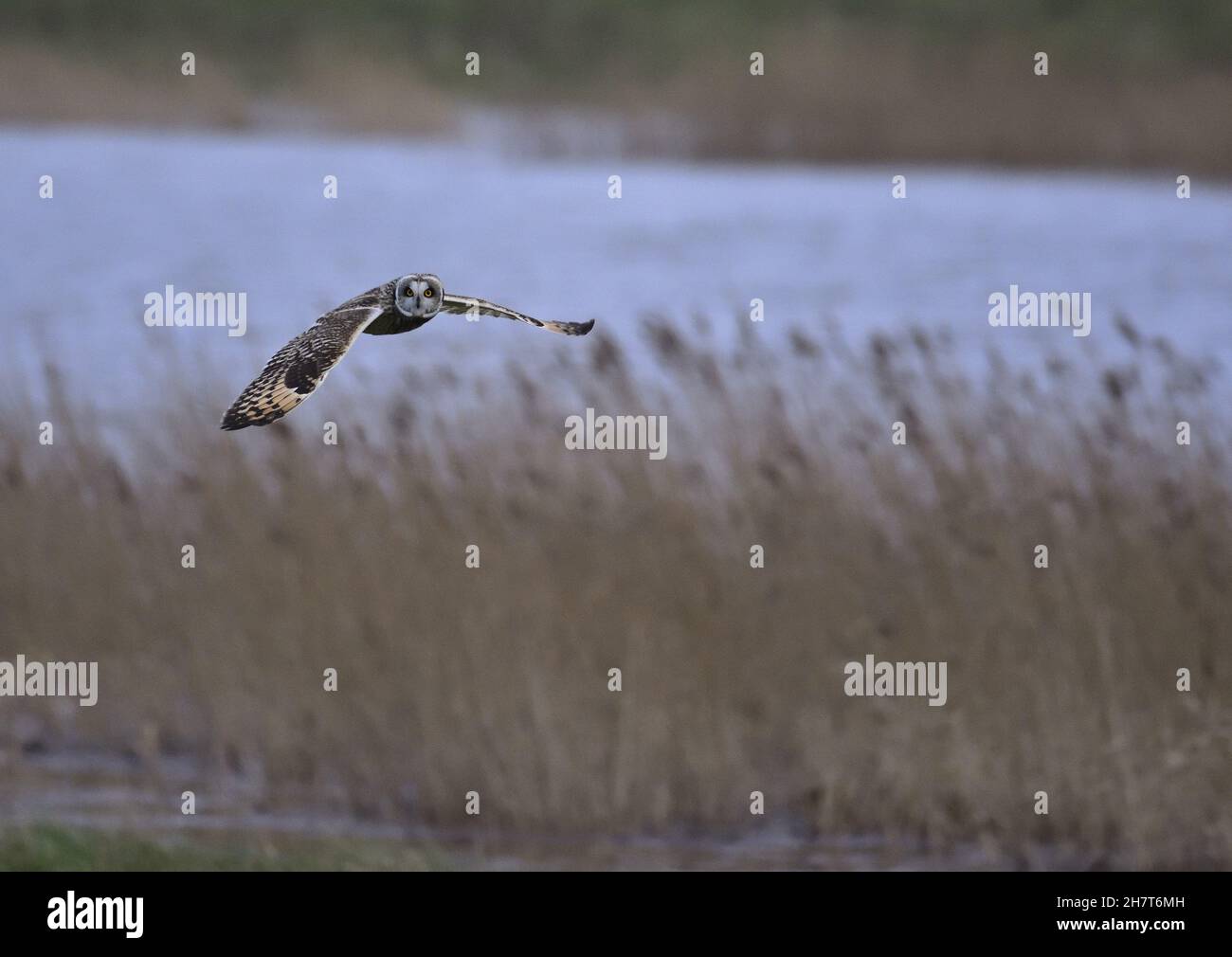 Kurzohrkauz fliegt über eine Wiese in Margrethekog, Dänemark Stockfoto